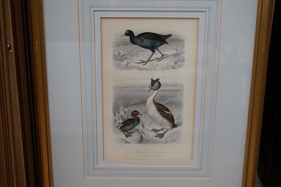 Twenty two 19th century French steel hand coloured engravings, birds to include ‘L’avocette’, 20 x 14cm. Condition - fair